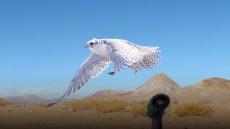 بتوجيهات حمدان بن زايد.. إطلاق “شارة معرض أبوظبي الدولي للصيد والفروسية”