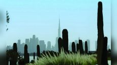 أرض عجائب الصبار» في دبي